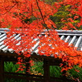 吉備津神社、廻廊の紅葉 ♪