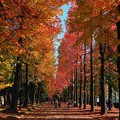 写真: 岡山市運動公園の紅葉並木道 ♪