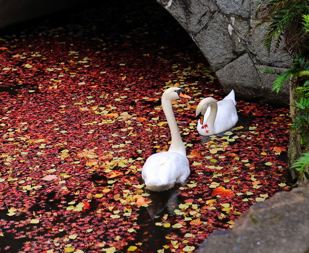 写真: ☆ 天の川を泳ぐ白鳥、倉敷美観地区で ☆