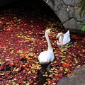 写真: ☆ 天の川を泳ぐ白鳥、倉敷美観地区で ☆