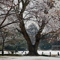 写真: 雪花咲く樹越の岡山城 ☆