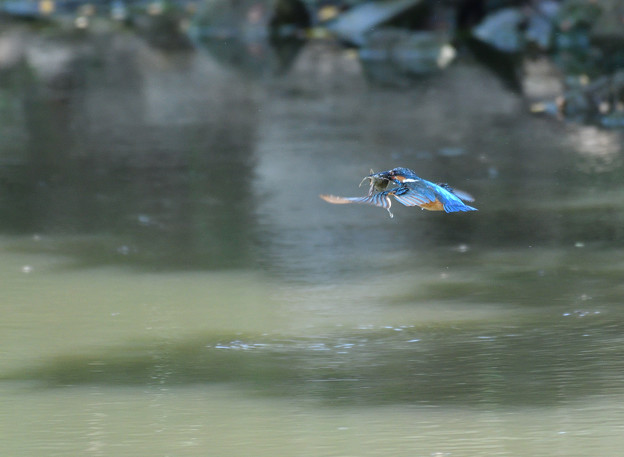 写真: ザリガニの飛翔 (4)