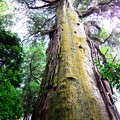 写真: 樹齢800年の木