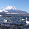 写真: 白鳥と富士