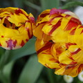 写真: 八重咲きチューリップ
