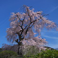 Photos: 円山公園　一重白彼岸枝垂桜