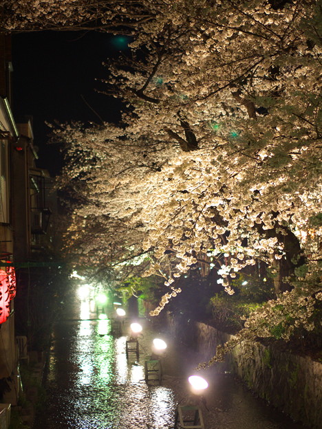 写真: 京都　高瀬川の夜桜