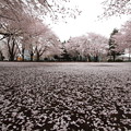 写真: 桜絨毯