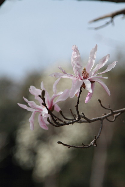 写真: magnolia