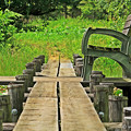 写真: 湿地帯の中のベンチ