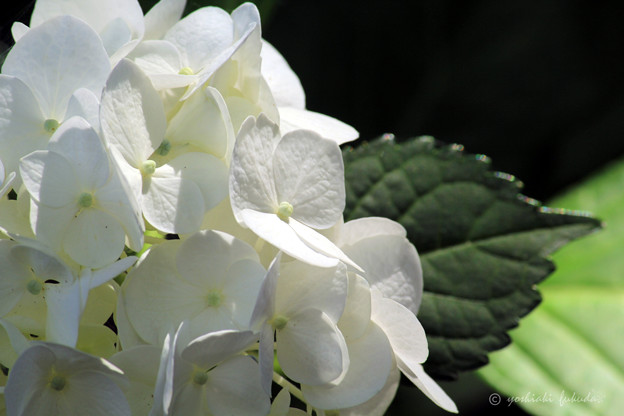 White Hydrangea flower of June.