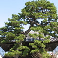 写真: 泉岳寺の松
