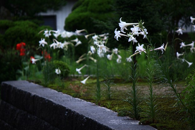 写真: ユリ咲く庭