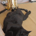 写真: サックスと黒猫