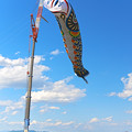 日本一の鯉のぼり1＠加須・利根川