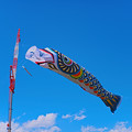 写真: 日本一の鯉のぼり3＠加須・利根川