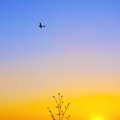 写真: ひこーきと夕陽＠桶川飛行場の近くの荒川土手
