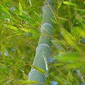 写真: 竹風景