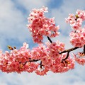 写真: 一本桜 #1