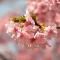 写真: 一本桜 #2