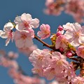 写真: 一本桜 #3