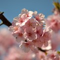 写真: 一本桜 #4