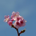 写真: 一本桜 #5