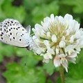 写真: 白い花と蝶
