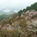 写真: 一目千本の吉野山