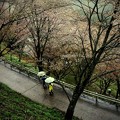 写真: 雨時々桜