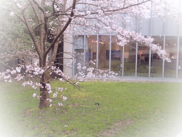 写真: 桜の花の咲く写真館