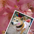 写真: 桜色に染まっちゃったワン♪