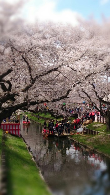 写真: 小江戸川越、春まつり