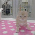 写真: 宮前平で子猫ゲキ写！