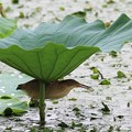 写真: 2012.08.11　越後　瓢湖　ヨシゴイ　蓮を傘に