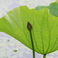 写真: 2012.08.11　越後　瓢湖　蓮　蕾と葉