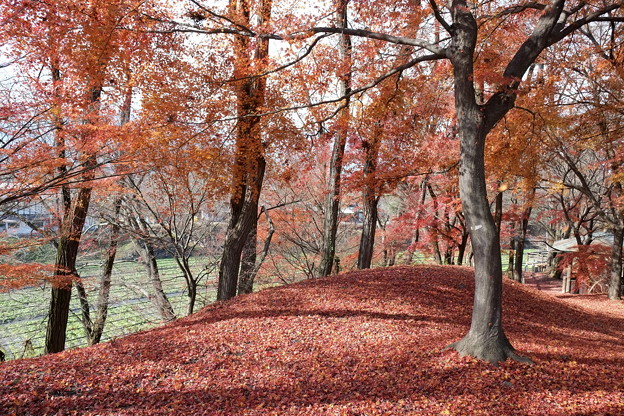 写真: 2012.11.28　安曇野　大王わさび農場　紅葉の丘から山葵田