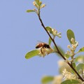 2013.04.15　和泉川　アキグミにミツバチ