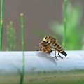 2013.07.14　和泉川　シオヤアブがミツバチ狩る