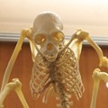 写真: 2013.08.04　ナイトズーラシア　ころこロッジの動物の骨格標本　猿