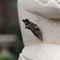 写真: 2013.11.11　追分市民の森　門柱の上　蛙の置物にキアゲハのサナギ？