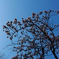 2014.02.07　上野公園　寒桜