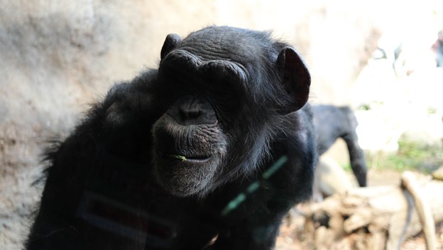 写真: 2014.03.24　ズーラシア　チンパンジー