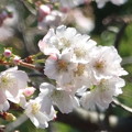 写真: 桜・満開