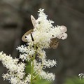 写真: 蝶たちが集う花・・霧ヶ峰・車山高原・・21