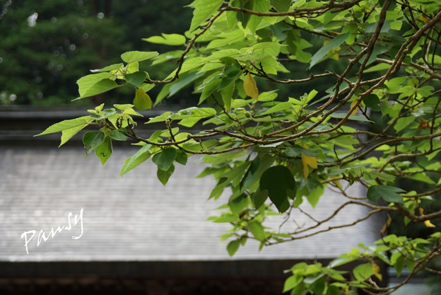 写真: 神紋 穀（かじ)の木の葉と・・諏訪大社 31