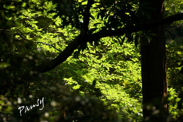 写真: 木染月の green..3
