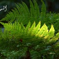 写真: 木染月の green..8