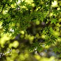 写真: 木染月の green..10