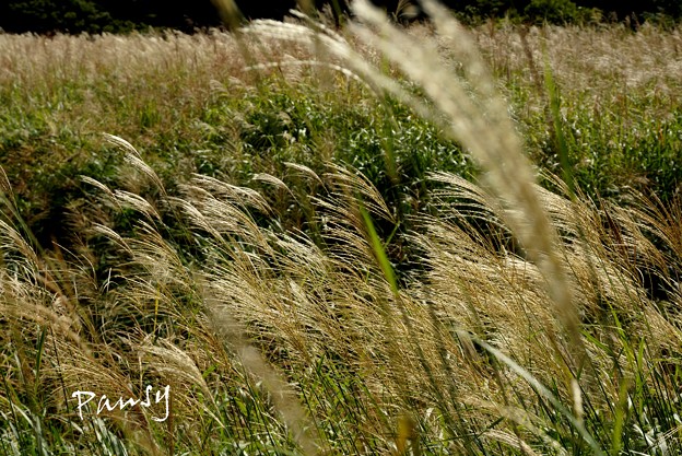 写真: 仙石原すすき草原・・3